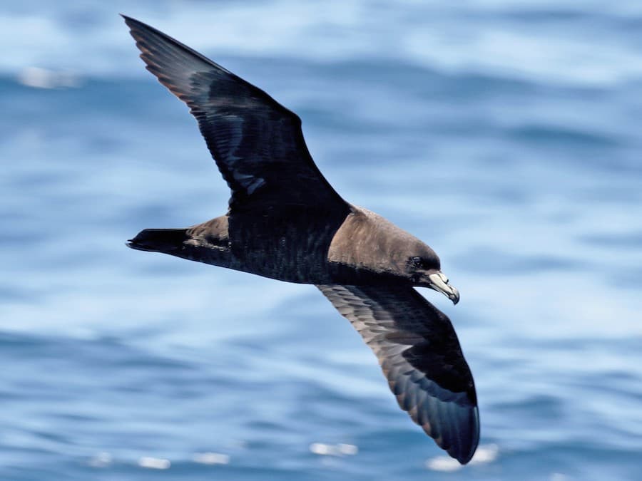 Whā tekau mā tahi